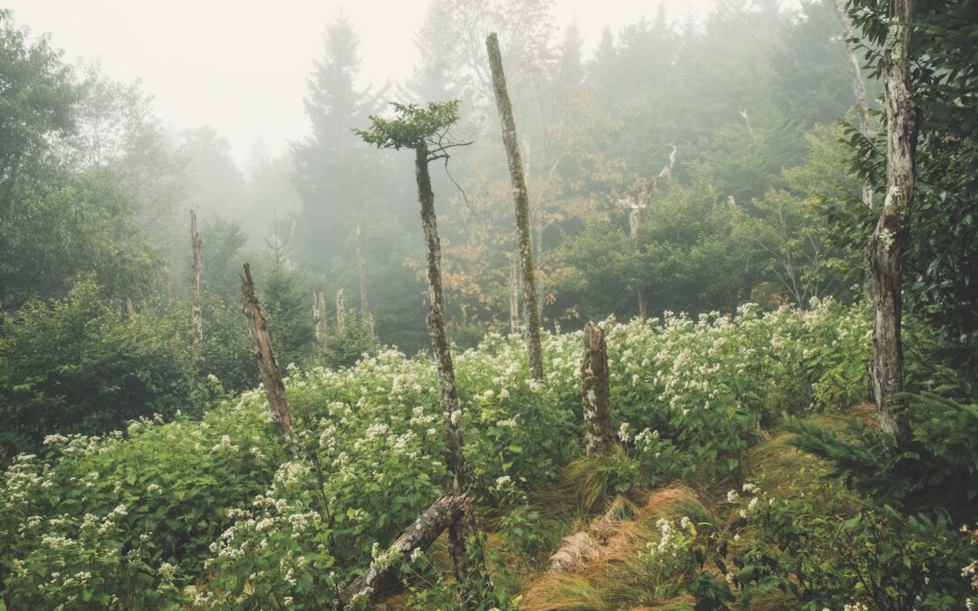 Jerry Dickson Greer. Beech gap, Southern Appalachian Mountains, 2020.